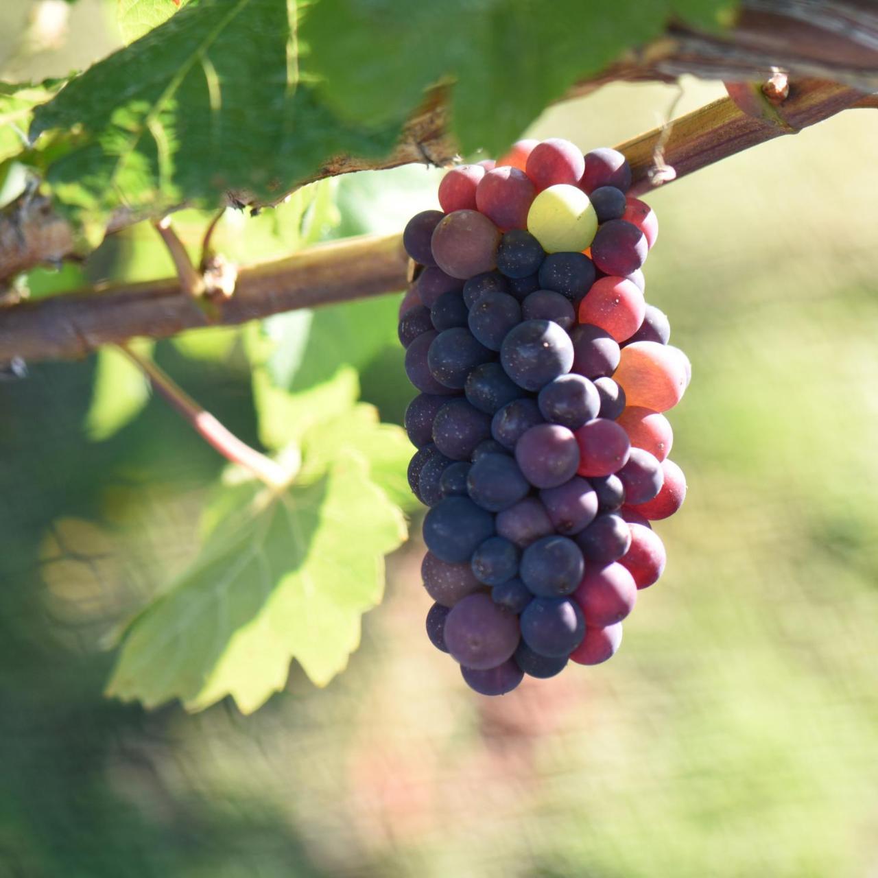 アレクサンドラ Grey Ridge Vineyard Experience Bed & Breakfast エクステリア 写真