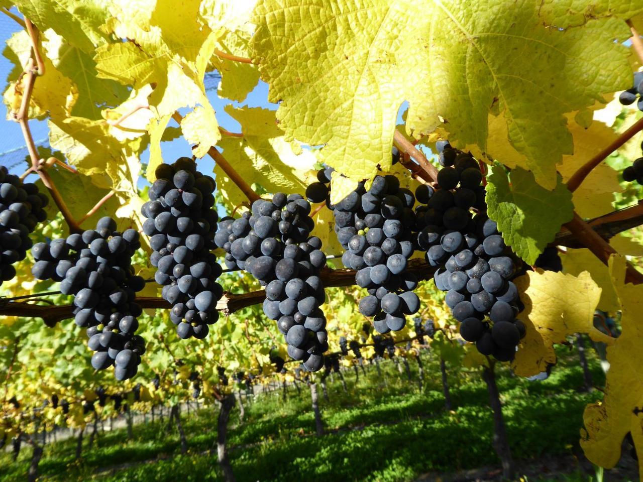 アレクサンドラ Grey Ridge Vineyard Experience Bed & Breakfast エクステリア 写真